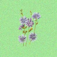 chickory