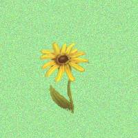 Cornflower