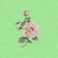 pink wild rose