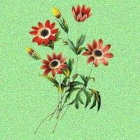 strawflowers