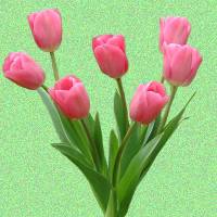 tulips