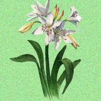 white iris