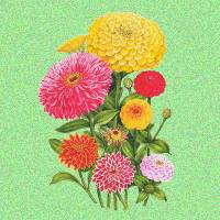zinnias