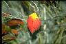 img0003.gif