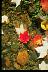 img0030.gif