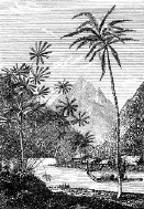 Tahiti print