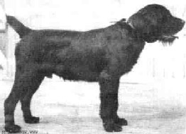 Azart, � www.wdogs.com