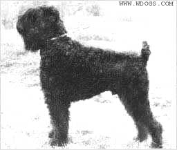Mishel-Bel, � www.wdogs.com