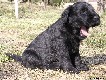 Kennel Gordij (kuva: Tiina Sundgren)
