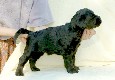 Kennel Gordij