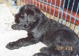 Kennel Bojai