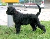 Kennel Zvezdozka