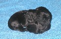 Kennel Bojai