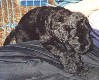 Kennel Bojai