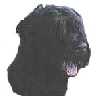 International Black Russian Terrier Webring