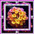amuste_wk2_pfr.gif