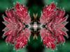 Diamante Dewdrops