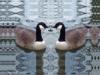 Floating On A Glasswork Tapestry