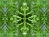 One Rare Fernflake - it's as unique as you are...