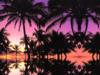 Palmas Paradisos