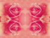 Rose Labia - Georgia O'Keeffe it isn't....