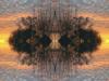 Synapsis