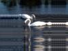 Swan Wake