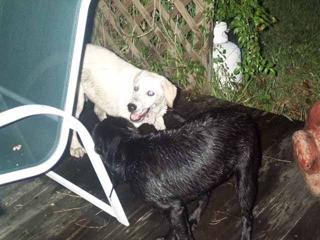 Casper and Bonnie Playing