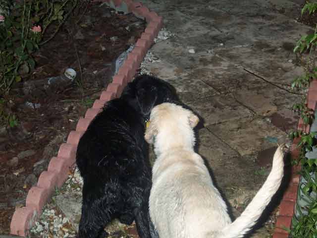 They love each other!