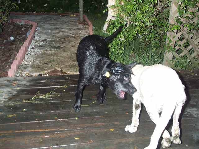 Bonnie nipping at Casper