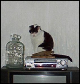 Mutley february 2001