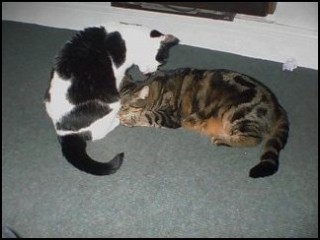 Mutley & Spot February 2001
