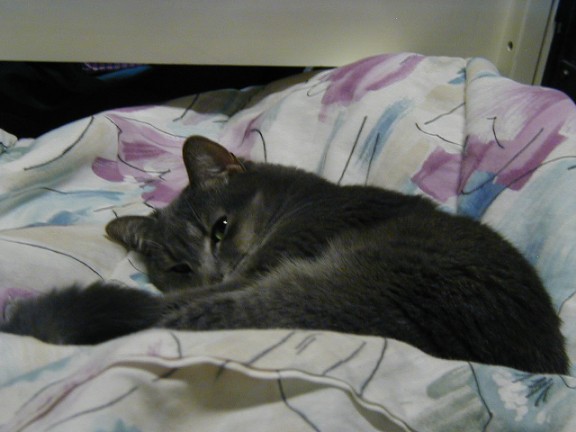 Misty napping