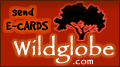 Wildclobe.com: Save 4.4 square feet of Mexican Rainforest