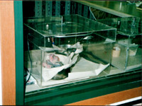 Babies at Kaytee Avian Center
