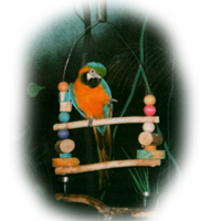 Grover, Blue & Gold Macaw