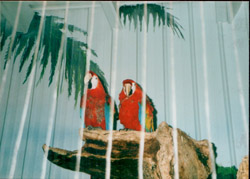 The Kaytee Jungle