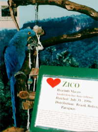 Zico, Hyacin Macaw