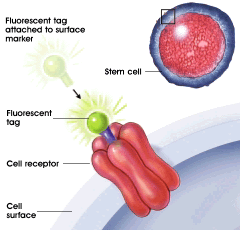 Cell surface markers identified with flourescent Tags.