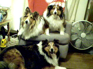 The 3 Stooges!