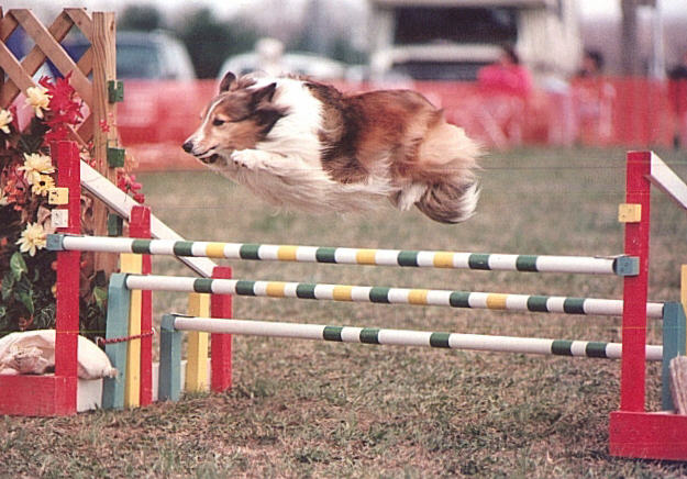 Sable retired from competition a CHAMPION!