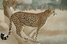 Cheetah_tn.jpg (43575 bytes)