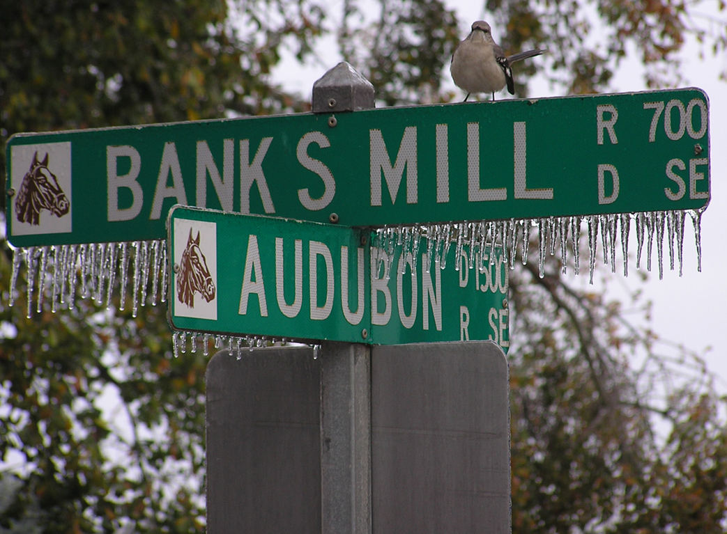 Snowbirdweb.jpg (672465 bytes)