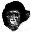 Moko - the chimp