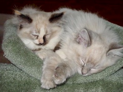 keepurrs ragdolls