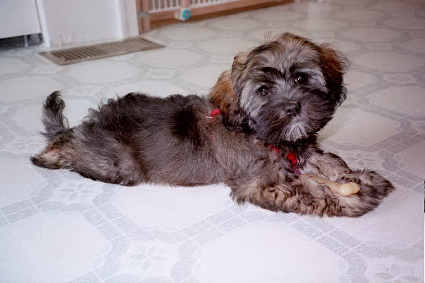 Click to see more of Carmella at 4 to 5 months.