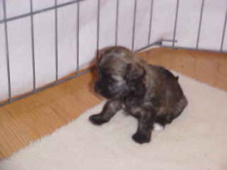 Click here to see more of Carmella at 1 to 4 weeks