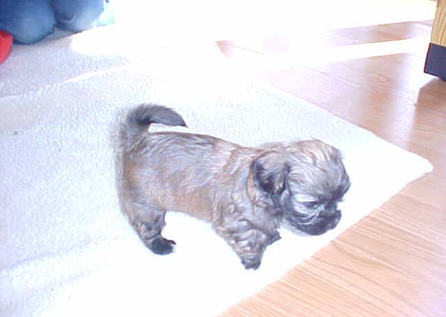 Click to see more of Carmella at 5 to 8 weeks.