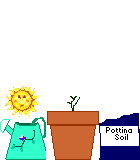 growing flower
