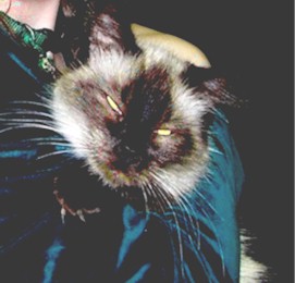 This is a picture of my lazy long haired siamese cat - Fuzzy!